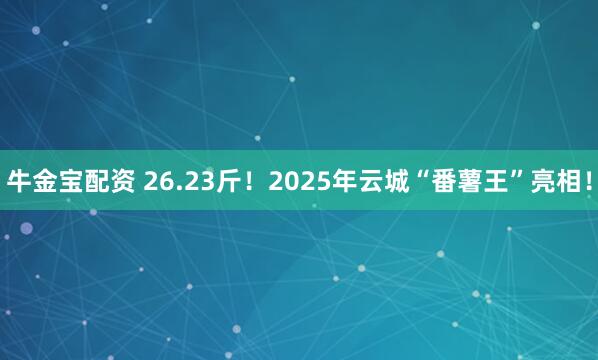 牛金宝配资 26.23斤！2025年云城“番薯王”亮相！